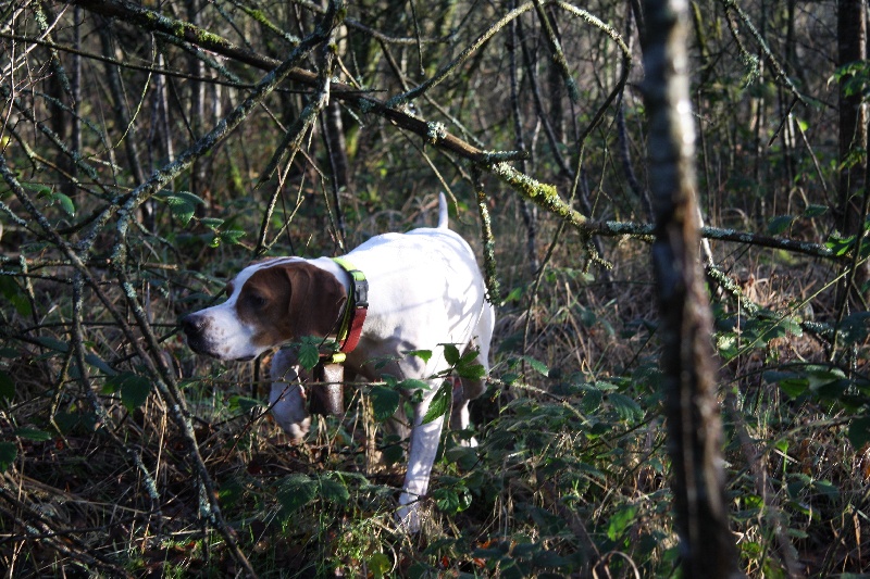 chien 